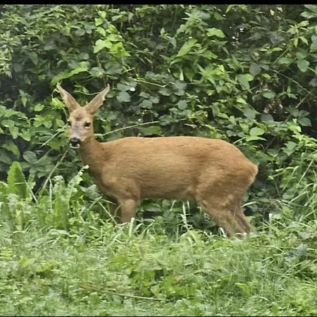 Tiny Housse Serenity Avec Jacuzzi *