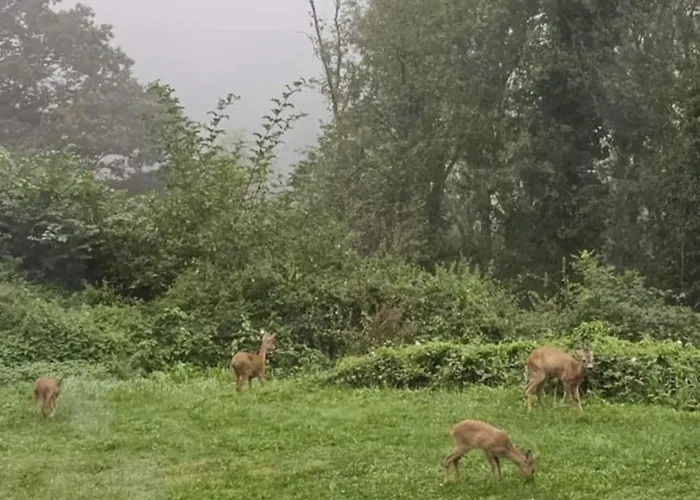 Tiny Housse Serenity Avec Jacuzzi Et Piscine Tinlot